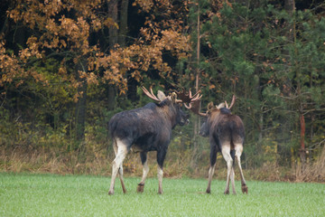 Mammal - bull moose (Alces)