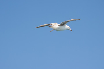 Fototapeta na wymiar Silver Seagull-one of the most common birds on the black sea coast in the Crimea.