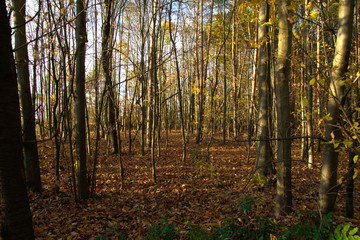 autumn in the forest