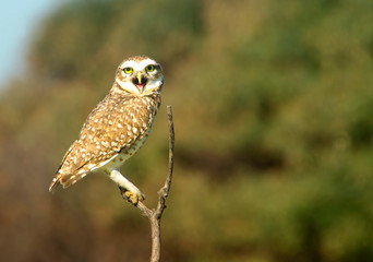 Burrowing owl perched on a branch 