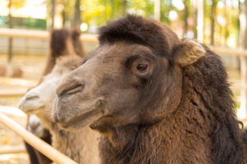 Clouseup portrait of the camel on nature
