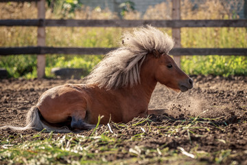 Red pony swinging in a pen at sunset