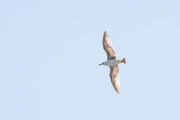 Silver Seagull-one of the most common birds on the black sea coast in the Crimea.