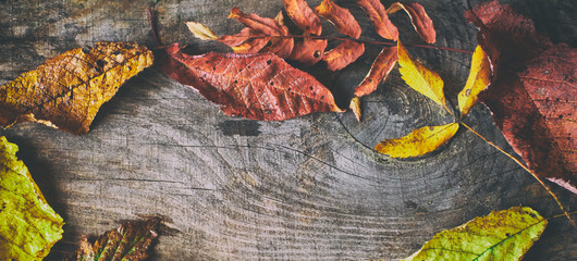 Autumn banner with dried colorful leaves