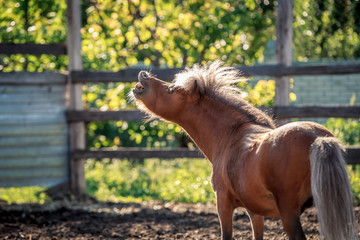 Red pony walking in the sunset