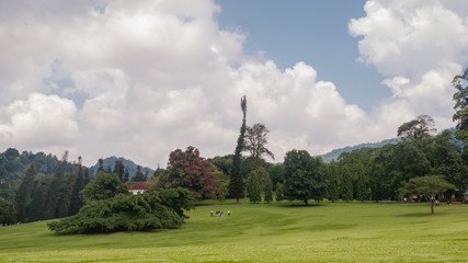Green landscape with hills and fields in Asia. Peradeniya. Royal Botanic Garden, Sri Lanka.
