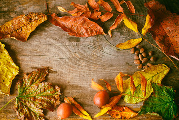 Autumn background with dried autumn leaves, dried mushrooms and cedar nuts with copy space