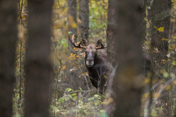 Mammal - bull moose (Alces)