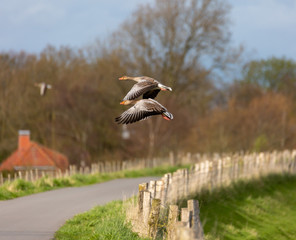 A pair of gray geese on the way to the night quarters