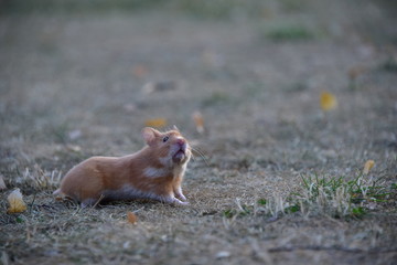 Gold Hamster Sniffing in the Air