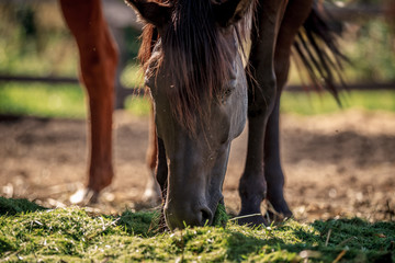 Beautiful horses eating grass in the setting sun © Елизавета Мяловская