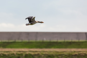 A goose flying over the dike.