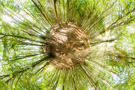 Forest mini planet viewpoint in spring