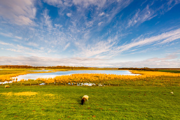 Evening mood over the Katinger Watt. The sheep enjoy the peace.