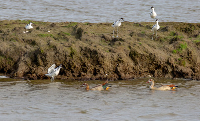 Three avocets consult at a safe distance, while a fourth boldly opposes the Nile geese.