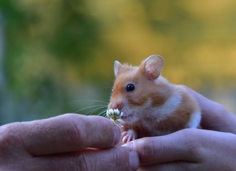 Gold Hamster Smelling a Flower While Being Held in a Hand