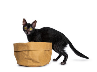 ﻿﻿Sweet Lykoi werewolf cat kitten stepping in light brown bag, looking at lens and hind paws...