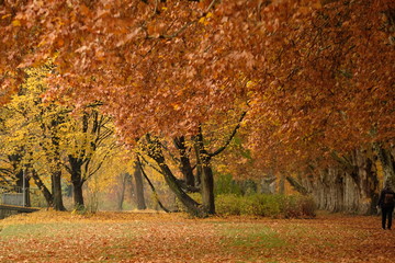 Tübingen Neckarinsel im Herbstkleid