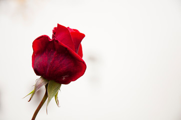 isolated red rose by jziprian