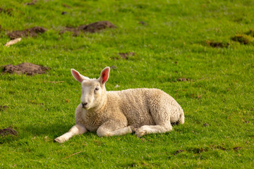 Naklejka na ściany i meble A young sheep lies in the meadow.