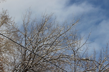 Fototapeta na wymiar tree branches in the snow and sky