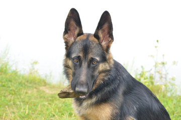 Young German shepherd holding a stone in his teeth