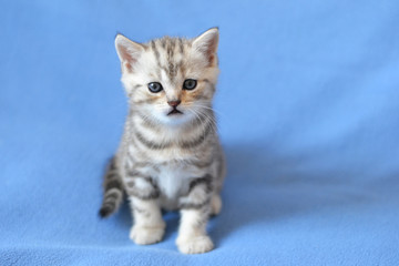 Fototapeta na wymiar Kitten of the British breed is sitting on a blue blanket