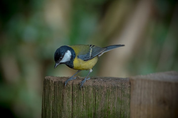 The Great Tit - British Bird