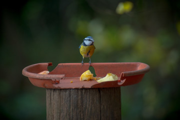 The Blue Tit - British Bird