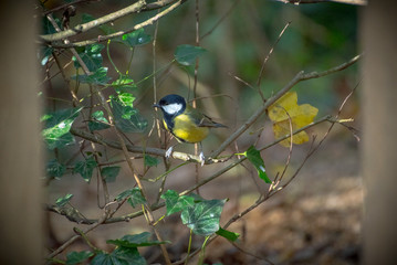 The Great Tit - British Bird