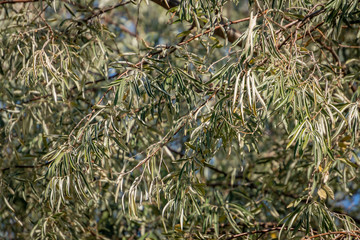 Very narrow light green and silver leaves of the Elaeagnus angustifolia, or Russian Olive, or wild olive. Nice curly background. Nature concept for design