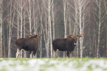 Fototapeta premium Mammal - bull moose (Alces)