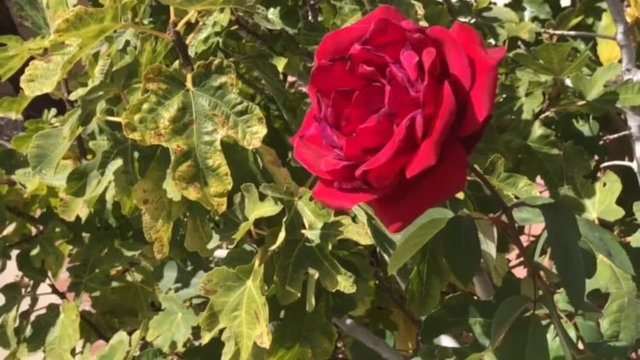 Red Rose swinging alone in the garden