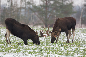 Mammal - bull moose (Alces)