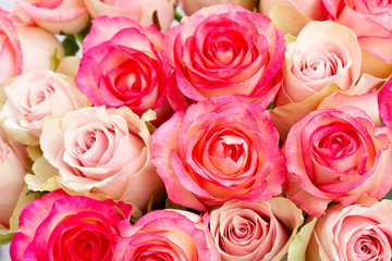 Rose fresh flowers bouquet in two shades of pink close up background
