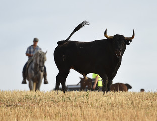 toro negro español