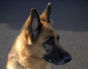 German Sheppard Portrait
