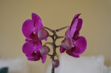 Orchid