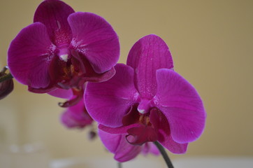 Orchid