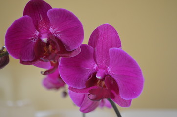 Orchid
