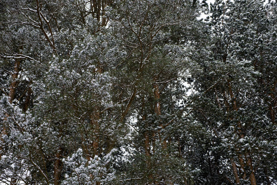 Fototapeta first snow fell in the pine forest