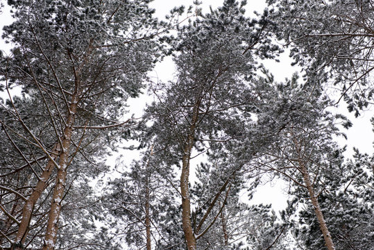 Fototapeta first snow fell in the pine forest