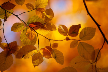 Buchenzweig_Ahausen_Schloen_Simone