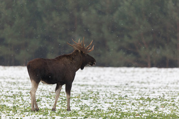 Mammal - bull moose (Alces)