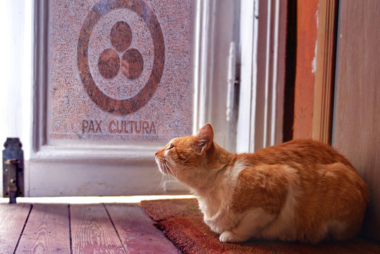 Red Cat Sitting Under The Door