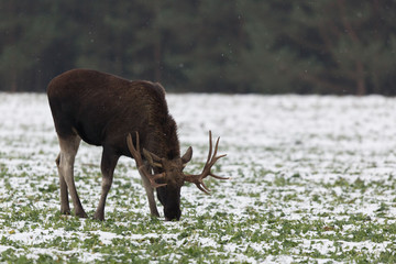 Mammal - bull moose (Alces)