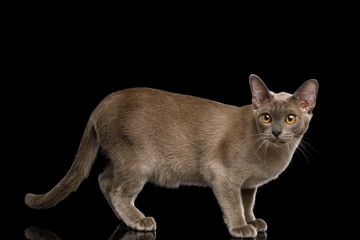 Obraz premium Frightened Gray Burma Cat Standing and Looking in Camera, isolated on black background, side view