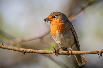 robin on a branch