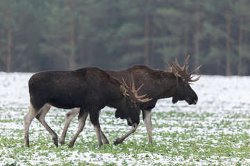 Mammal - bull moose (Alces)