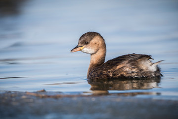 Little grebe winter portrait